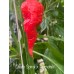 Death Spiral x Primotali Pepper Seeds Death Spiral x Primotali Pepper Seeds
