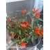 Numex Easter Pepper Seeds 