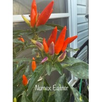 Numex Easter Pepper Seeds 
