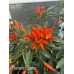 Numex Easter Pepper Seeds 