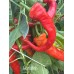 Gorlatch Pepper Seeds