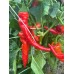 Gorlatch Pepper Seeds