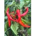 Gorlatch Pepper Seeds