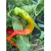 Gorlatch Pepper Seeds