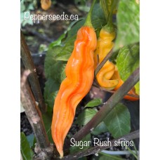 Sugar Rush Strips Red Pepper Seeds 