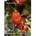 Jamaican Hot Chocolate Pepper Seeds Jamaican Hot Chocolate Pepper Seeds