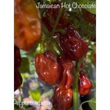 Jamaican Hot Chocolate Pepper Seeds Jamaican Hot Chocolate Pepper Seeds