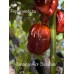 Jamaican Hot Chocolate Pepper Seeds Jamaican Hot Chocolate Pepper Seeds