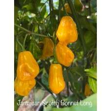 Jamacian Scotch Bonnet Long Pepper Seeds Jamacian Scotch Bonnet Long Pepper Seeds