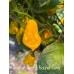Jamacian Scotch Bonnet Long Pepper Seeds Jamacian Scotch Bonnet Long Pepper Seeds