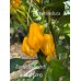Jamacian Scotch Bonnet Long Pepper Seeds Jamacian Scotch Bonnet Long Pepper Seeds
