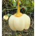 Chilli Lady Pepper Seeds Chilli Lady Pepper Seeds