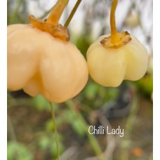 Chilli Lady Pepper Seeds