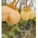 Chilli Lady Pepper Seeds Chilli Lady Pepper Seeds