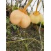 Chilli Lady Pepper Seeds Chilli Lady Pepper Seeds