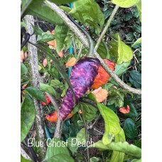 Blue Ghost Peach Pepper Seeds