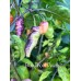Blue Ghost Peach Pepper Seeds Blue Ghost Peach Pepper Seeds