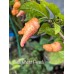 Blue Ghost Peach Pepper Seeds Blue Ghost Peach Pepper Seeds