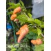 Blue Ghost Peach Pepper Seeds Blue Ghost Peach Pepper Seeds