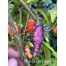 Blue Ghost Peach Pepper Seeds Blue Ghost Peach Pepper Seeds