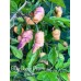 Blue Ghost Peach Pepper Seeds Blue Ghost Peach Pepper Seeds
