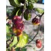 Dark Cream Horizon Pepper Seeds 