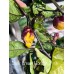 Dark Cream Horizon Pepper Seeds 