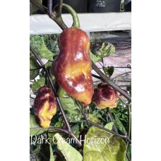 Dark Cream Horizon Pepper Seeds 