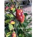 Dark Cream Horizon Pepper Seeds 