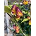 Dark Cream Horizon Pepper Seeds 
