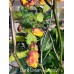 Dark Cream Horizon Pepper Seeds 