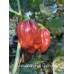 Jamaican Hot Chocolate Pepper Seeds Jamaican Hot Chocolate Pepper Seeds