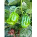 Jamaican Hot Chocolate Pepper Seeds Jamaican Hot Chocolate Pepper Seeds