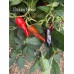 Pickles Blood Pepper Seeds