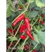 Pickles Blood Pepper Seeds