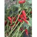 Pickles Blood Pepper Seeds