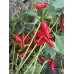 Pickles Blood Pepper Seeds