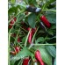 Pickles Blood Pepper Seeds