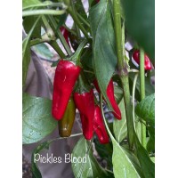 Pickles Blood Pepper Seeds