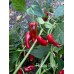 Pickles Blood Pepper Seeds