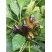 Trilop Ucburum Bider Pepper Seeds 