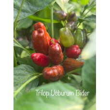 Trilop Ucburum Bider Pepper Seeds 