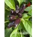Trilop Ucburum Bider Pepper Seeds 