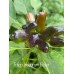 Trilop Ucburum Bider Pepper Seeds 