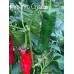Pimento Cristal Pepper Seeds 