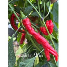 Kashmiri Mirch Pepper Seeds