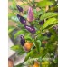 Numex Centennial Pepper Seeds