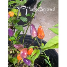 Numex Centennial Pepper Seeds