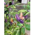 Numex Centennial Pepper Seeds