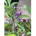 Numex Centennial Pepper Seeds